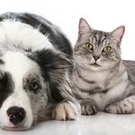 Nahrungsmittelallergien bei Haustieren: Erkennen und reagieren