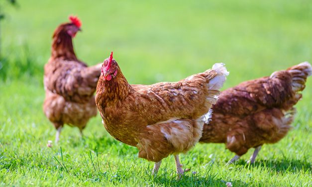 Eigene Hühner im Garten: Das sind die Anforderungen