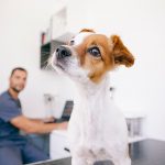 Der richtige Impfschutz für Hunde